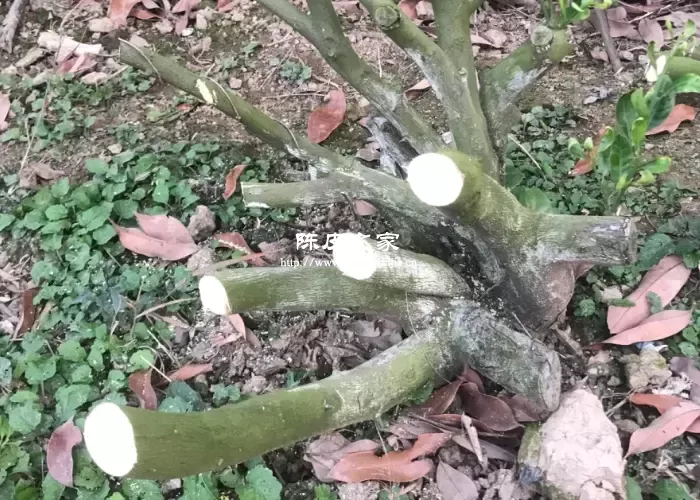 驳枝柑繁殖方法示意图