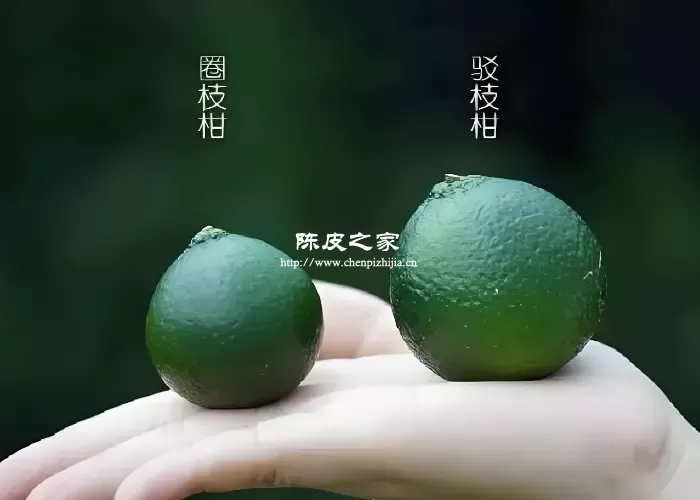 新会最好的陈皮产地在什么地方