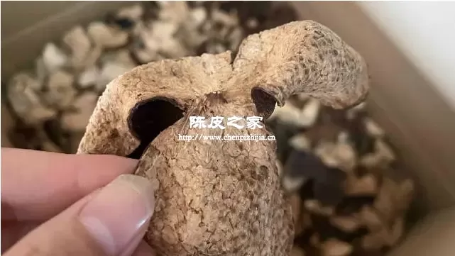 定时检查陈皮的状态是很重要的