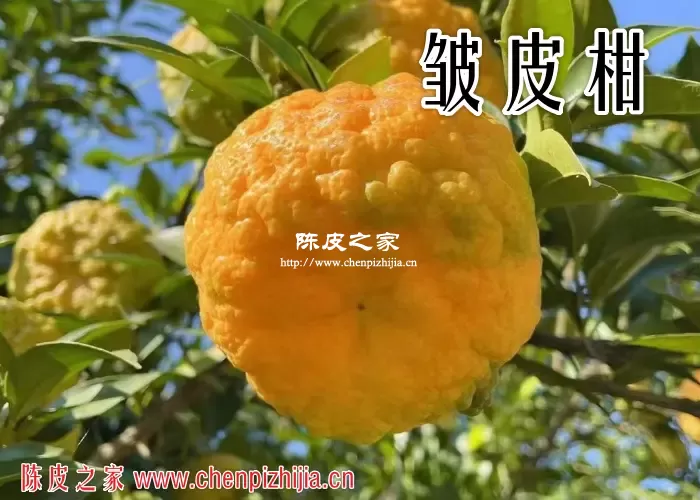 皱皮柑图片