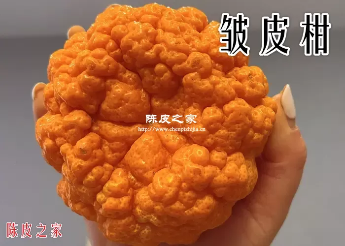 皱皮柑能做陈皮吗？皱皮柑怎样制作陈皮？
