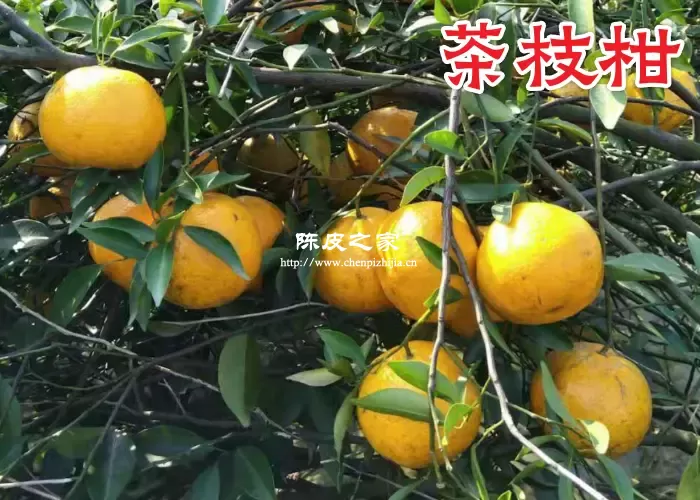 正宗新会柑产地是哪里？新会柑有什么特点