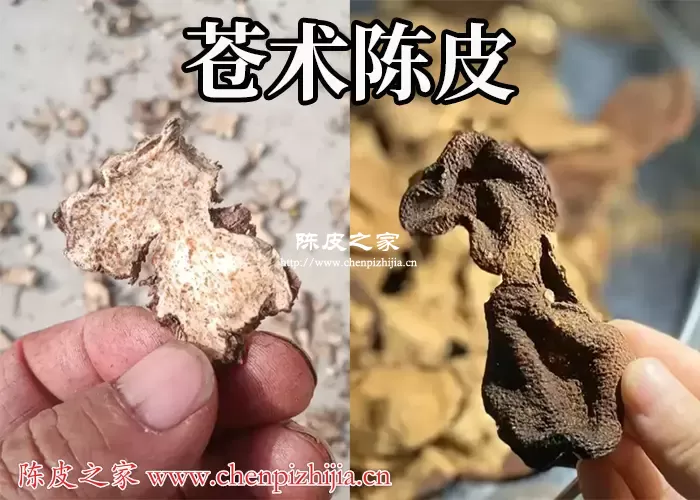 神曲苍术陈皮煮水功效作用各多少克