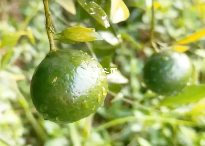 小青柑果
