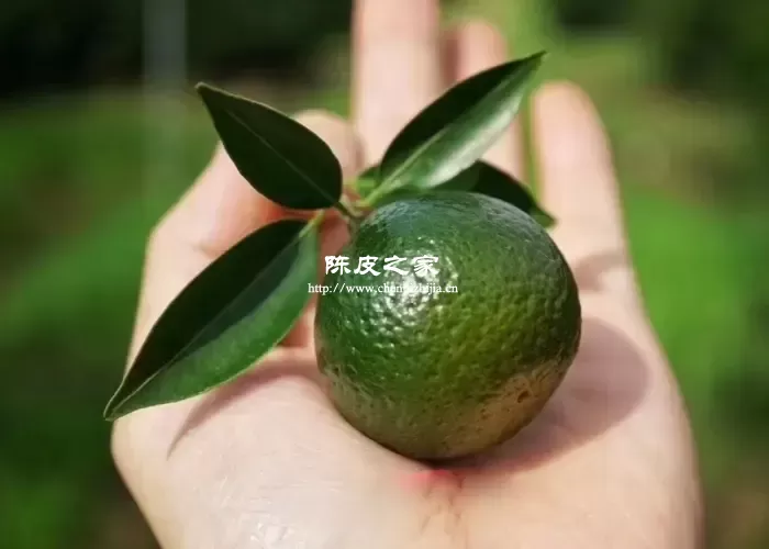 小青柑圈枝和驳枝哪个好