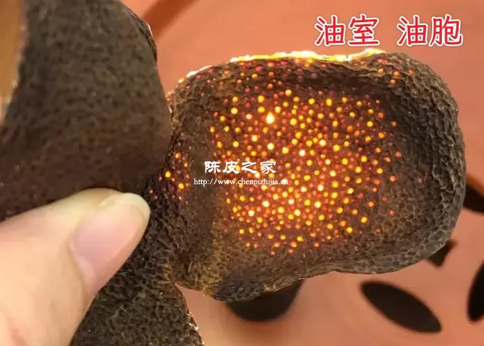 新会陈皮的油室是指什么