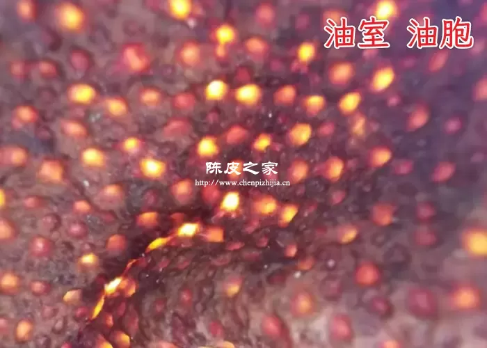 油室油胞特写