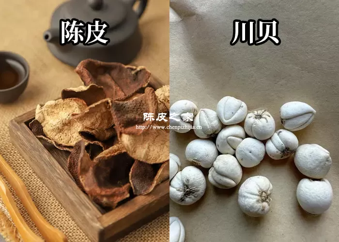 新会陈皮可以和川贝一起吃吗