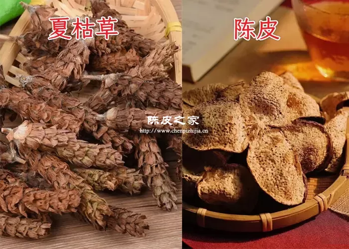 陈皮跟夏枯草能一起泡吗