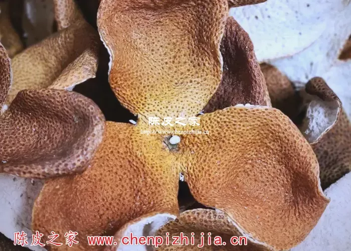 陈皮图片2