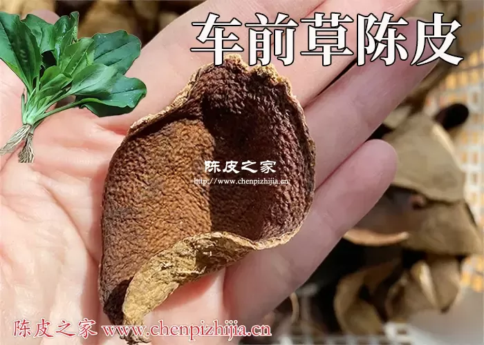 车前草加陈皮泡水功效有哪些