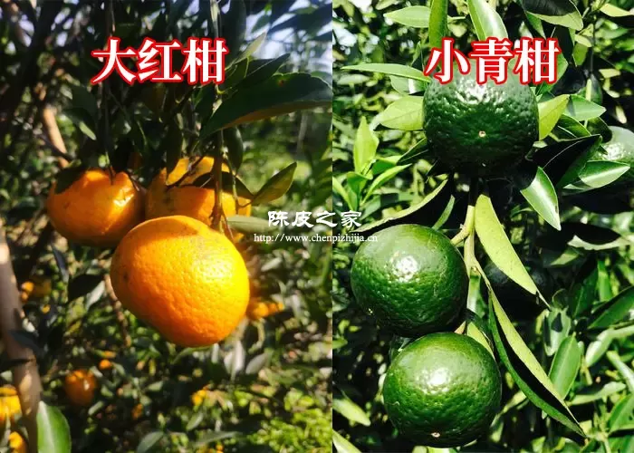小青柑和大红柑的区别有哪些