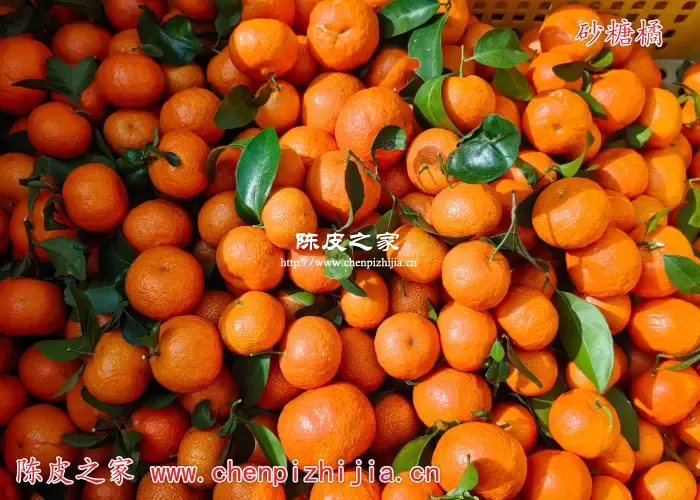 砂糖桔图片