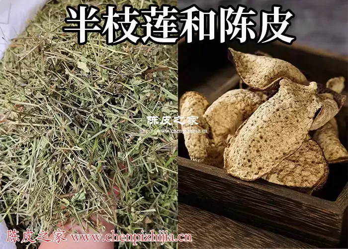 半枝莲和陈皮长期泡水喝有什么功效