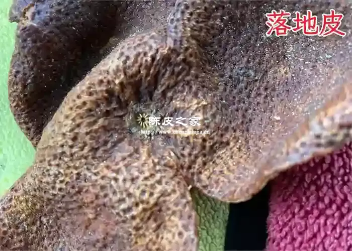 落地皮没有果蒂