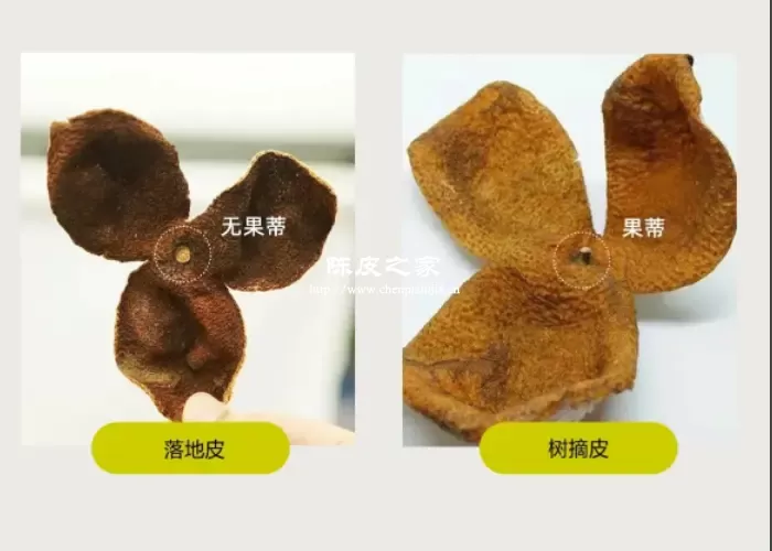 落地陈皮能买吗？如何避免买到落地皮