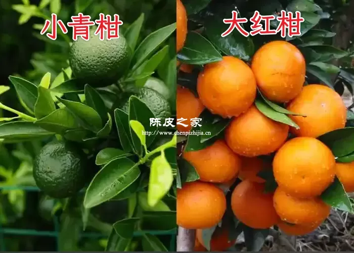 小青柑和大红柑究竟哪个更好