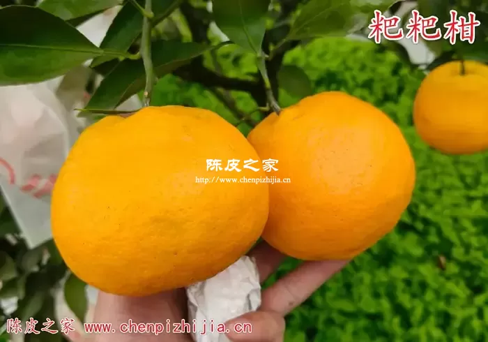 粑粑柑皮可以做陈皮吗