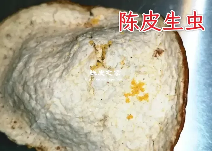 新会陈皮为什么会生虫？生虫后的陈皮该怎么处理？