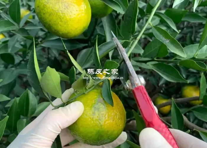 新会陈皮什么时候采摘好？各种陈皮采摘时间分析