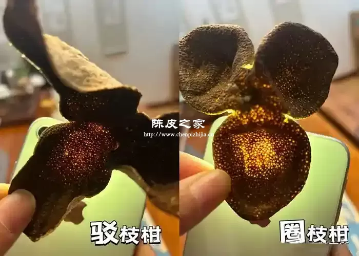 圈枝柑陈皮与驳枝柑陈皮对比图