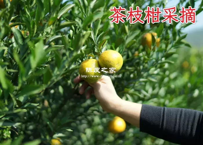 新会陈皮几月份采摘最好？青皮二红皮与大红皮的区别！