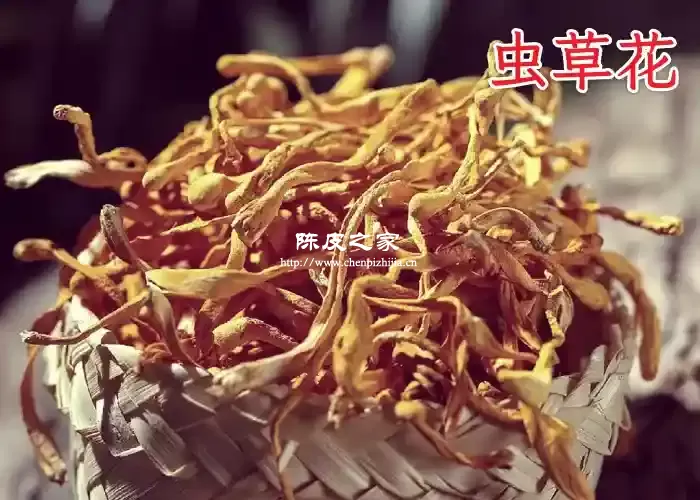 陈皮和虫草花可以一起泡水吗