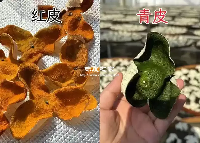 青皮陈皮和红皮陈皮有什么区别
