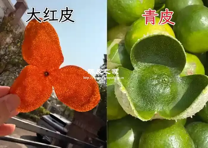 陈皮是大红皮好还是青皮的好？大红皮与青皮的区别！
