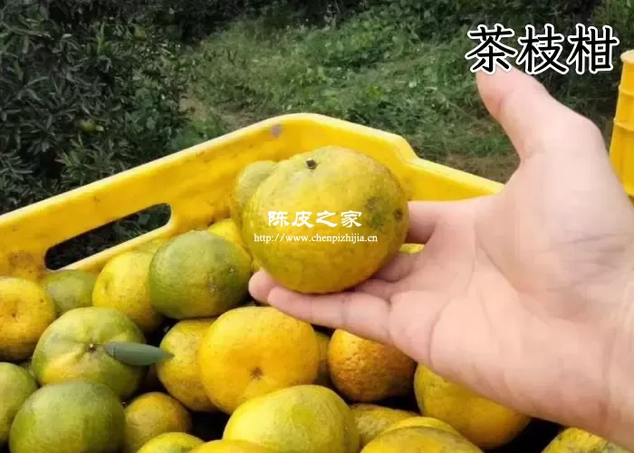 做陈皮的柑是什么品种，用哪种柑效果最好？