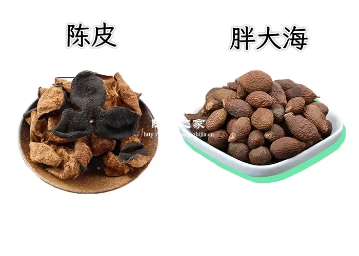 胖大海和新会陈皮可以一起泡水吗