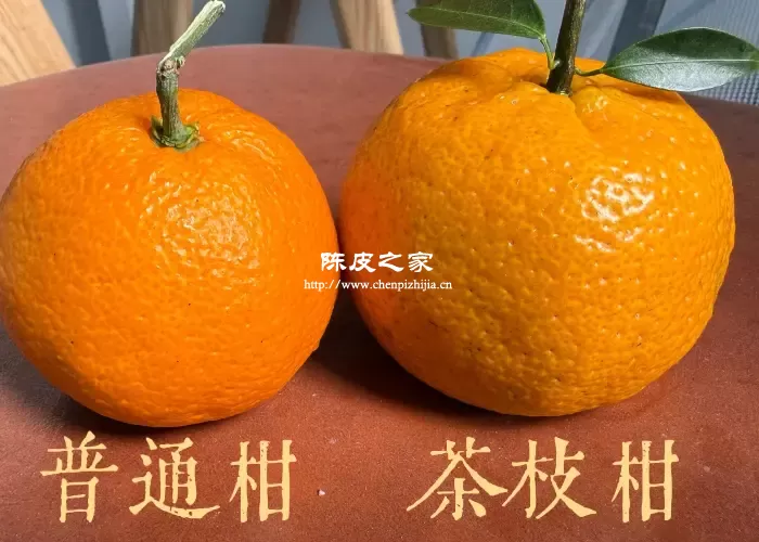 新会茶枝柑和普通橘子的区别