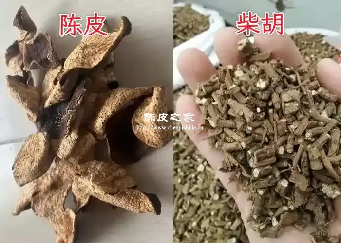 柴胡和陈皮一起泡能长期喝吗