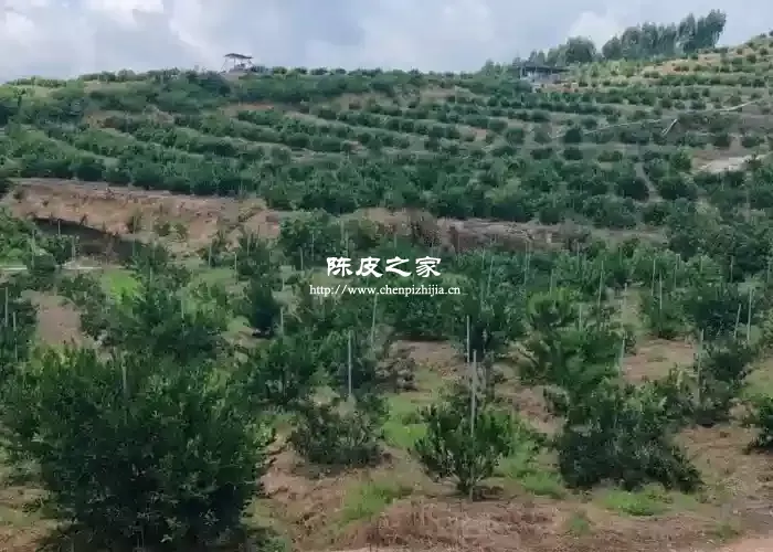 新会陈皮最关键种植区是什么