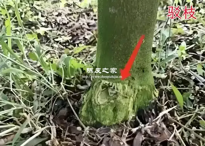 圈枝陈皮和驳枝陈皮究竟差在哪？