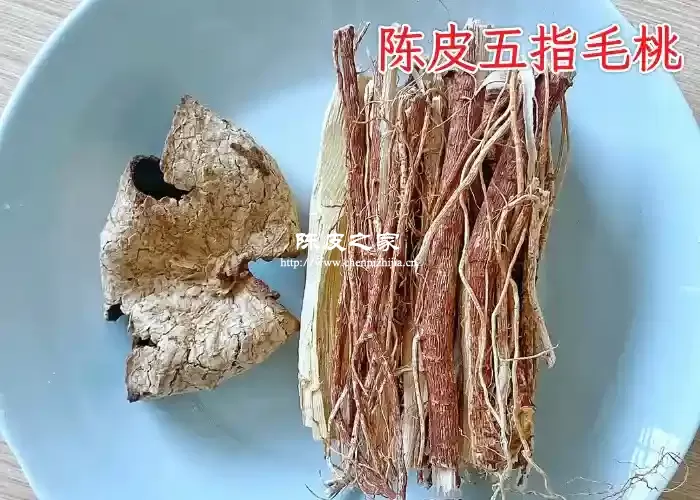 陈皮和五指毛桃煲汤有什么功效