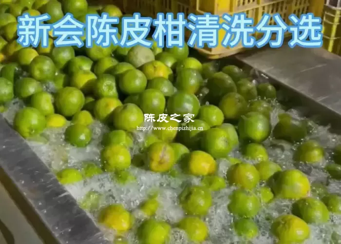 茶枝柑做陈皮需要洗吗？茶枝柑制作陈皮的方法！