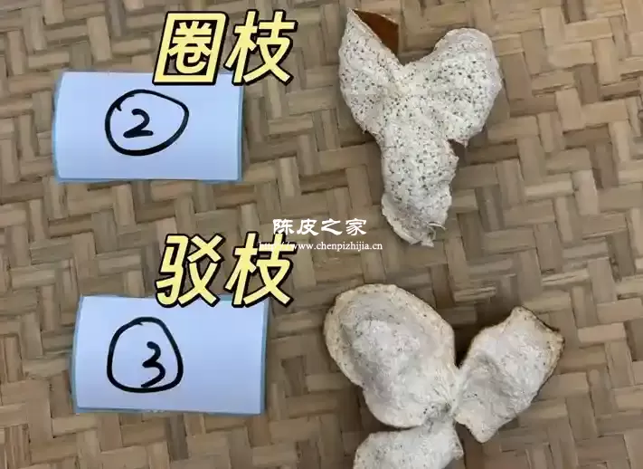 新会陈皮茶枝柑和圈枝柑怎么区分？错大普了！