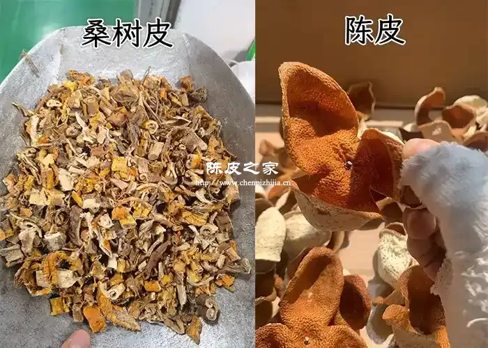 桑树皮和陈皮泡水喝的作用