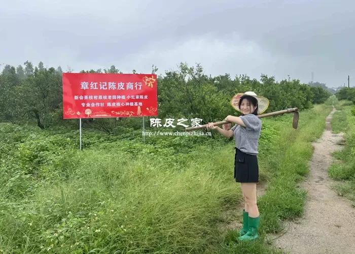 小红家陈皮是一线产区吗，陈皮品质如何？