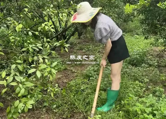 小红家陈皮是正宗新会陈皮还是作假陈皮？