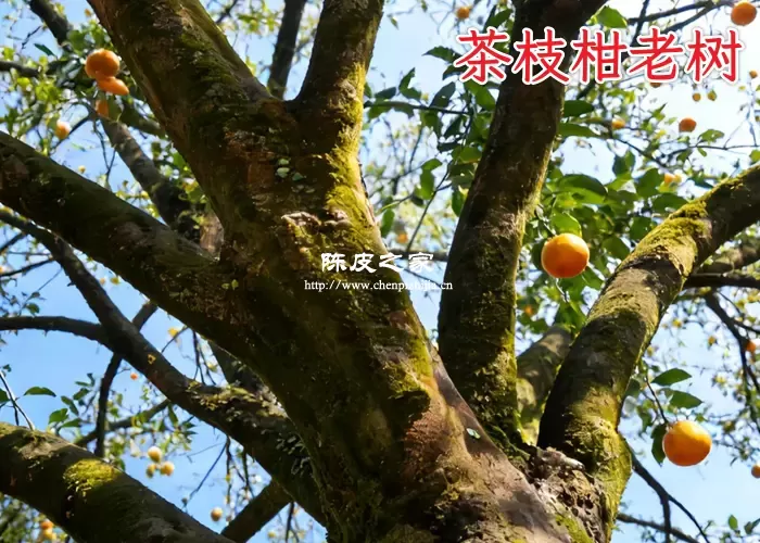 老树陈皮的功效很强吗,为何都说老树陈皮好?