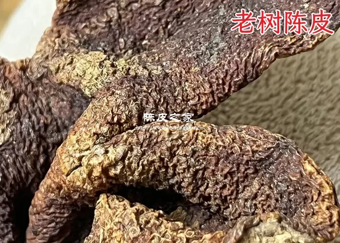 老树陈皮图片