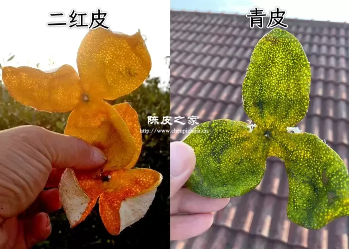 青陈皮和黄陈皮差别在哪里,哪种更好呢?