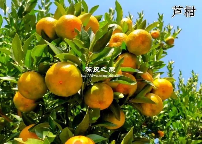 芦柑皮可以晒陈皮吗？具体原因是什么？