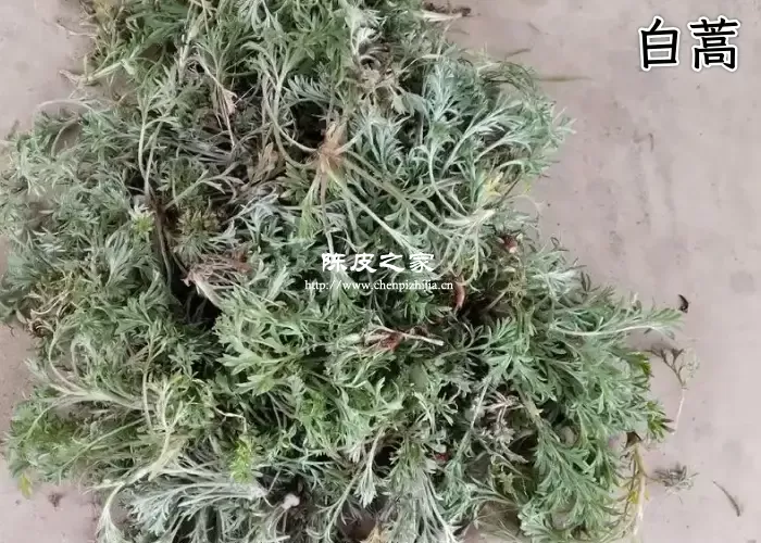 白蒿和陈皮泡水功效与作用有哪些