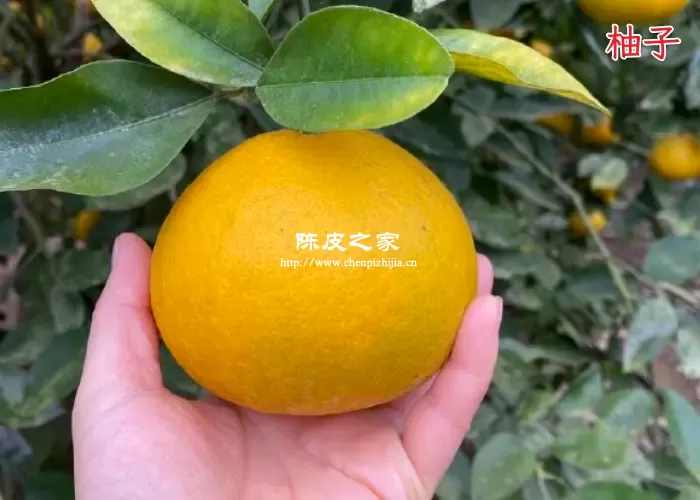 葡萄柚子皮可以做陈皮吗，为什么