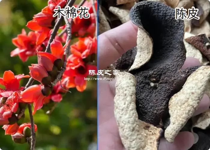 木棉花和陈皮一起煮的功效