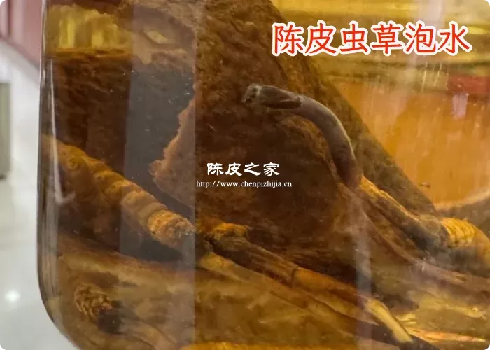 陈皮和虫草一起吃可以吗