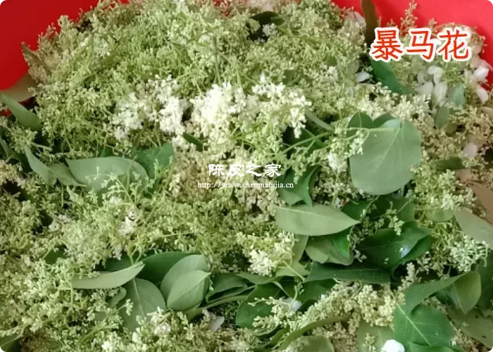 陈皮和暴马花能一起泡水吗